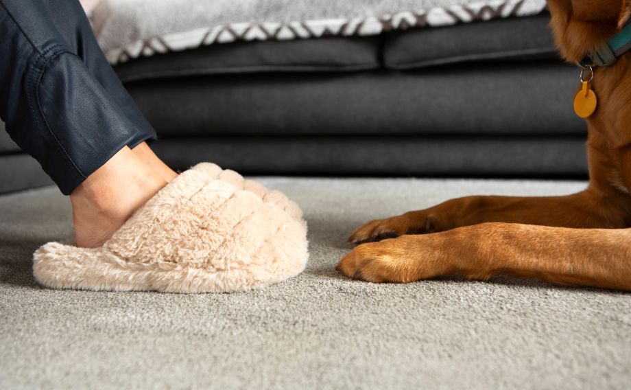 Feet in slippers and dogs paws on the floor